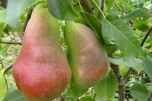 Опис кращих осінніх, літніх і зимових сортів груш
