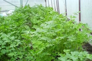 Коріандр: вирощування з насіння та догляд за рослиною