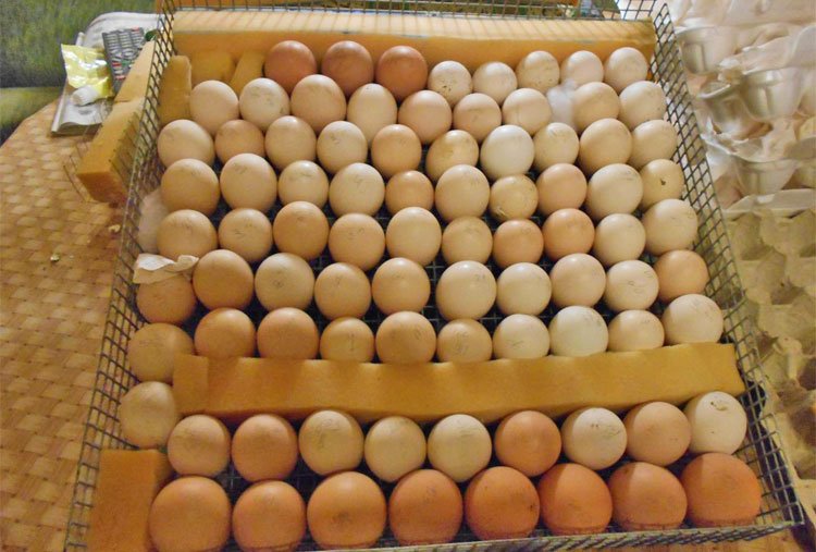 Більше пташенят з інкубатором ТГБ: розбираємося в деталях