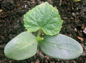 Чому огірки ростуть гачком: причини появи гачкуватих зеленцов, правила догляду, поради садівникам, відео інструкція