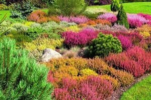 Верес: види та властивості рослин, особливості посадки і догляду у відкритому грунті