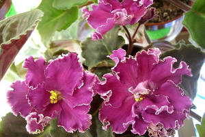 25 фото найбільш красивих і яскравих представниць ніжних фіалок