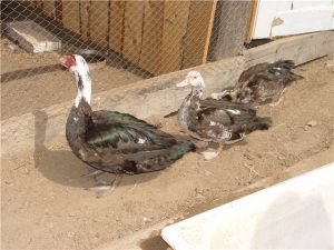 Зміст качок взимку в домашніх умовах: як зберегти відмінну яйценосність і продуктивність птахів в холодну пору року