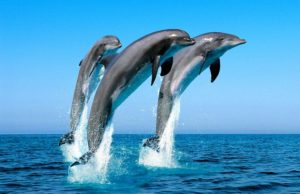 Сонник Звірі лісові уві сні в будинку багато бачити до чого сняться?