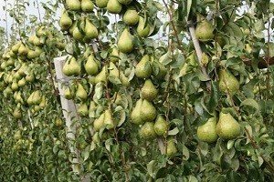 Карликова груша: особливості виведення і характеристики найбільш популярних сортів