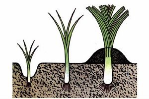 Цибуля порей: правильна посадка насіння для одержання гарного врожаю