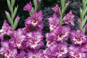 Огляд багаторічних квітів для дачі: різновиди, переваги і недоліки, дбайливий догляд, фото і відео