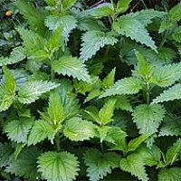 Як лікувати анемію народними засобами?