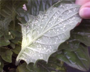 Гербера: красивий і яскравий багаторічник для Вашого саду