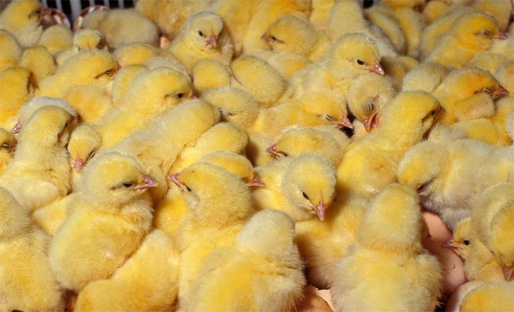 Більше пташенят з інкубатором ТГБ: розбираємося в деталях