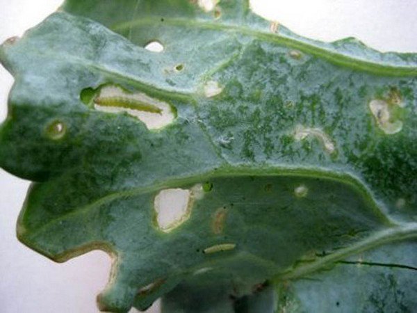 Капустяна міль і боротьба з нею в городі