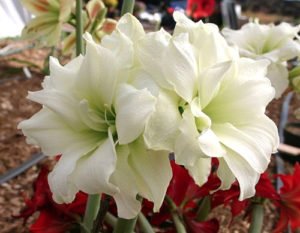 Основні секрети вирощування та догляду за гиппеаструмом