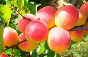 Сорти абрикоса Червонощокий і Син Краснощок — одні з найбільш популярних сортів серед садівників