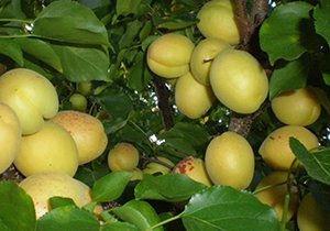 Сорти абрикоса Ананасний, Мелітопольський ранній і пізній, Королівський