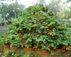 Піраміда для полуниці своїми руками: схема пристрою, покрокові фото і креслення з розмірами