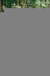 Особливості сорту вишні Ревна: опис, правила посадки та догляду