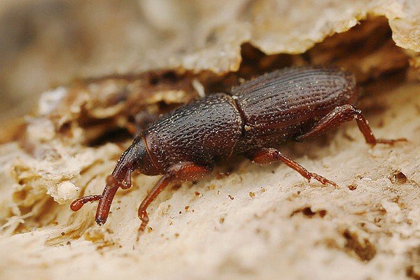 Довгоносик: захист продуктів на кухні і в зерносховищах