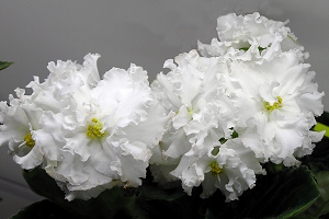 25 фото найбільш красивих і яскравих представниць ніжних фіалок