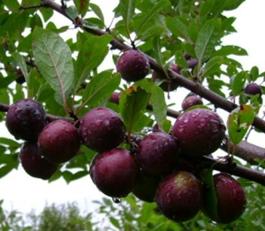 Піщана вишня Бессея — опис сорту, посадка і догляд