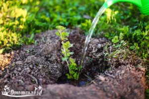 Все про вирощування високоврожайного агрусу Командор