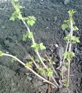 Як пересадити смородину на нове місце за всіма правилами