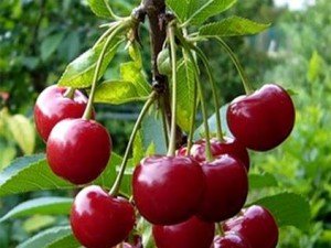 Відмінності вишні та черешні: походження видів та їх особливості