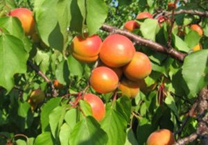 Абрикос: усе найважливіше та найцікавіше про абрикосах