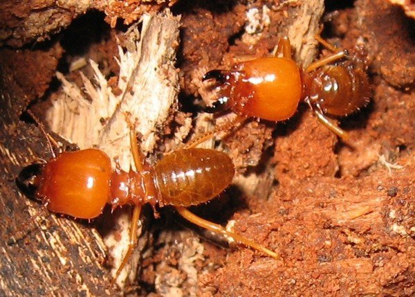 Термітник і уклад життя його мешканців