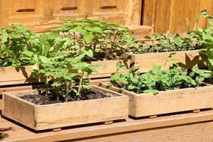 Порядок дій при посадці перцю на розсаду в домашніх умовах: практичний посібник і докладний відео