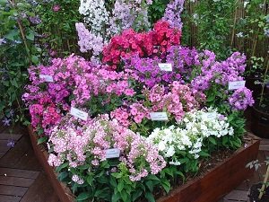 Багаторічні флокси: особливості посадки і правила догляду, вирощування з насіння, фото і відео