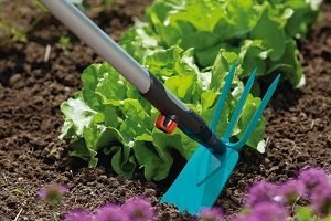 Салат Айсберг — особливості вирощування та догляду