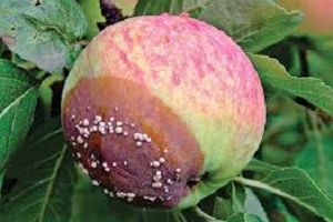 Хвороби та шкідники яблунь: методи боротьби і фото