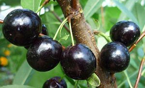 Різновиди гібрида сливи — з абрикосом, вишнею і аличею