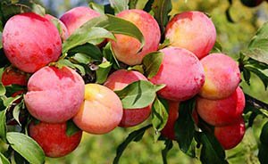 Зливу колоновидна: опис і характеристики кращих сортів