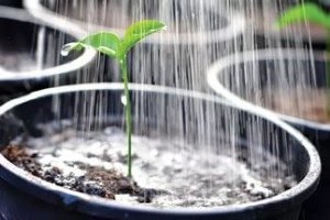 Як поливати розсаду помідор — особливості і частота поливу