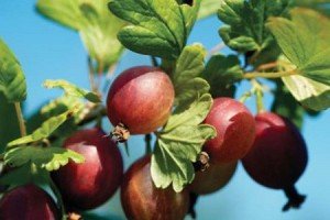 Посадка агрусу навесні — як і в якому місяці правильно садити?