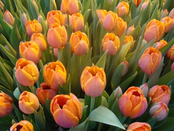 Цибулинні багаторічні садові квіти — фото та назви рослин