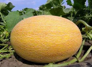 Кращі сорти динь для вирощування на Уралі: огляд, посадка і догляд за баштанними в холодному регіоні