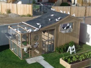 Як побудувати голубник своїми руками