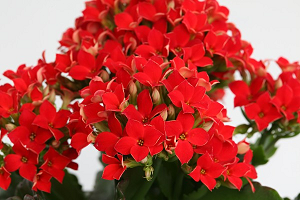 Каланхое: правильний догляд за рослиною в домашніх умовах