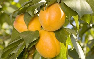 Різновиди гібрида сливи — з абрикосом, вишнею і аличею