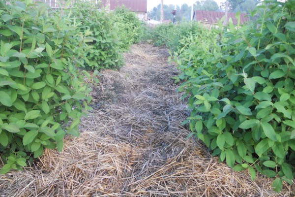 Сорт жимолості Бакчарский велетень: опис з фото і поради по догляду