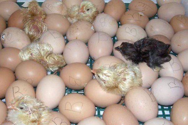 Інкубатор з холодильника своїми руками — креслення і відеоінструкція