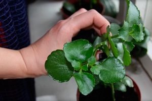 Каланхое: правильний догляд за рослиною в домашніх умовах