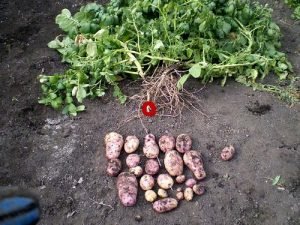 Високоврожайний картопля «Ласунок»: характеристика та опис сорту, фото і відгуки