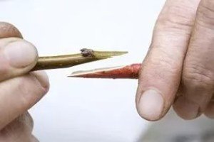 Щеплення груші: підготовка дерева і способи щеплення