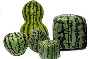 Які бувають сорти, форми і кольору арбузов: всі найцікавіші факти про найбільшу ягоді