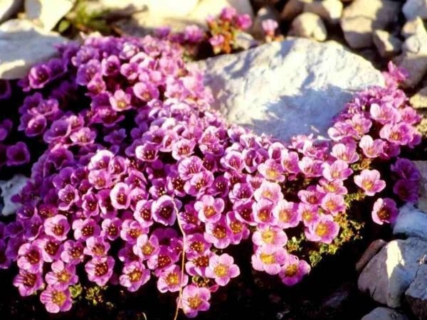 Тіньолюбні садові квіти багаторічники: фото та назви рослин, поради по догляду