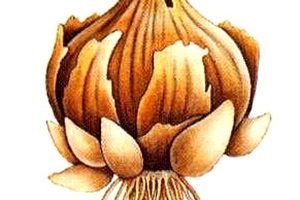 Монтбреция – шафрановий аромат або невизнаний гладіолус