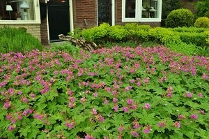 Низькорослі багаторічники цвітуть усе літо — фото з назвами